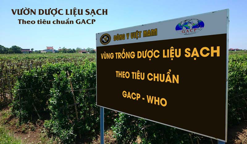 Vườn dược liệu đảm bảo tiêu chuẩn GACP-WHO Vườn dược liệu đảm bảo tiêu chuẩn GACP-WHO