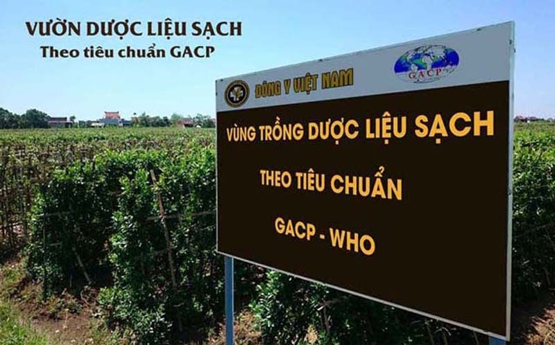 Vườn dược liệu sạch đảm bảo tiêu chuẩn GACP-WHO Vườn dược liệu sạch đảm bảo tiêu chuẩn GACP-WHO