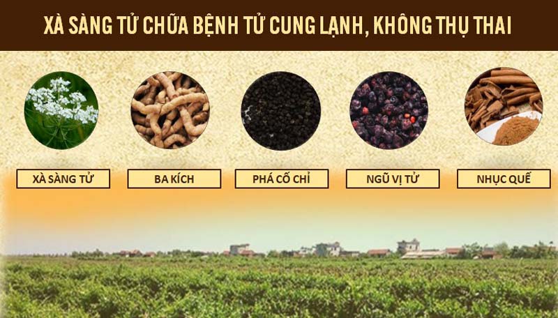 Bài thuốc chữa bệnh tử cung lạnh, không thụ thai từ xà sàng tử