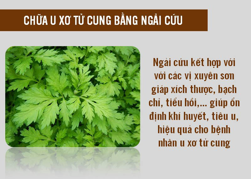 Dùng ngải cứu chữa u xơ tử cung