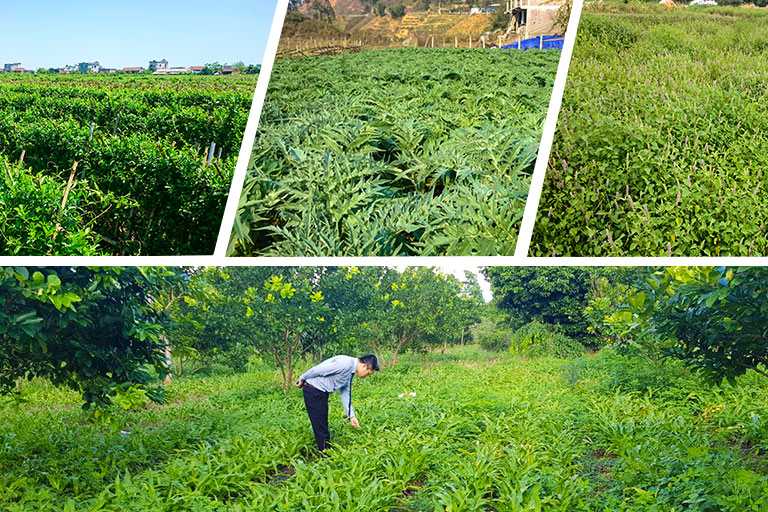 Cán bộ của Trung tâm Phụ Khoa Đông y kiểm tra sự phát triển của cây thuốc tại vườn dược liệu Bắc Kạn