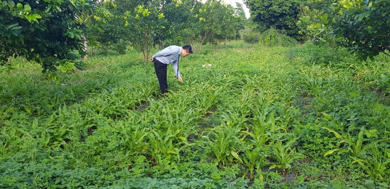 Chất lượng dược liệu được đảm bảo khi trung tâm hoàn toàn chủ động về nguồn cung