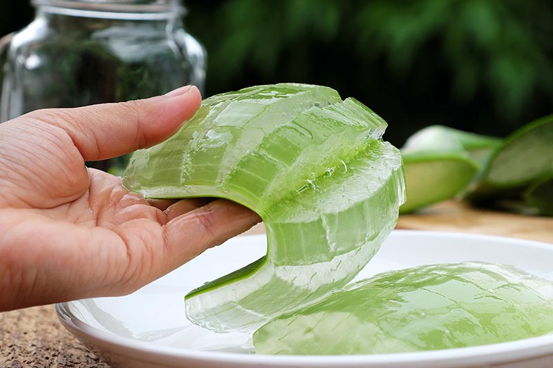 Cách xử lý viêm âm đạo với nha đam an toàn cho chị em
