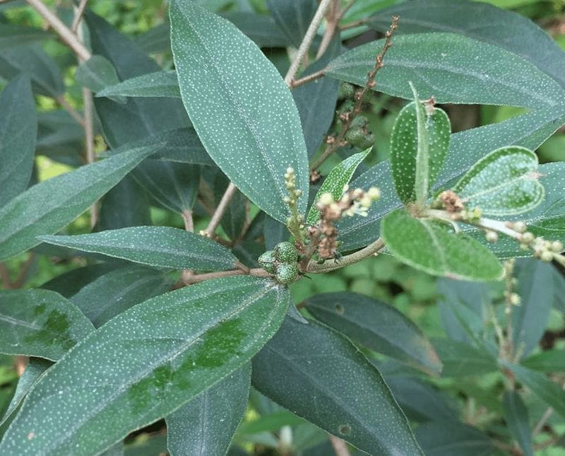 Khổ sâm là cây thuốc nam có chứa nhiều thành phần kháng khuẩn được dùng để chữa viêm lộ tuyến cổ tử cung ở nữ giới