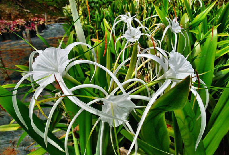 Cây trinh nữ hoàng cung có hoa màu trắng, chứa nhiều thành phần kháng viêm có thể tiêu diệt được vi khuẩn gây bệnh