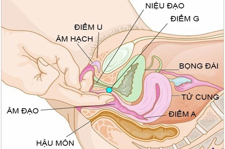 Đặt thuốc vào đúng vị trí để đạt hiệu quả chữa trị tốt nhất.