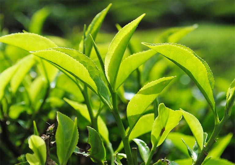 Cách trị huyết trắng có mùi hôi với là chè xanh