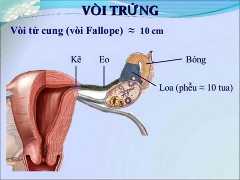 Đoạn kẽ vòi trứng nằm ở vị trí sâu phía trong gần tử cung