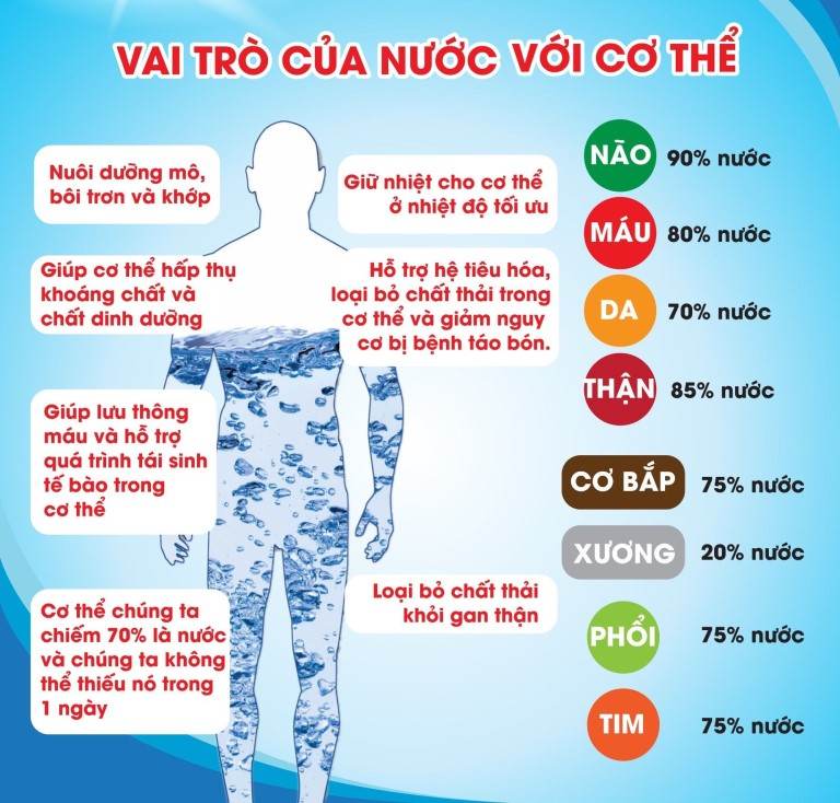 Nước có vai trò quan trọng với mọi bộ phận trong cơ thể