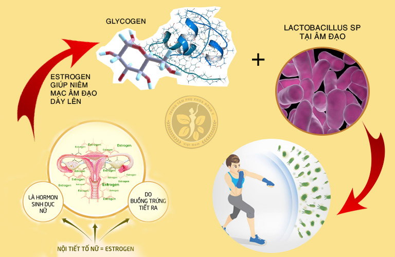 Các yếu tố giúp chị em có một hệ vi sinh vùng kín khỏe mạnh