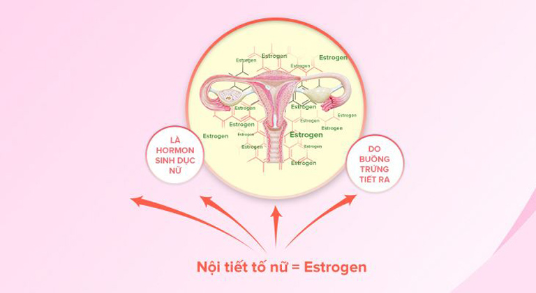 Nội tiết tố nữ Estrogen được coi là nhựa sống của cơ thể phụ nữ