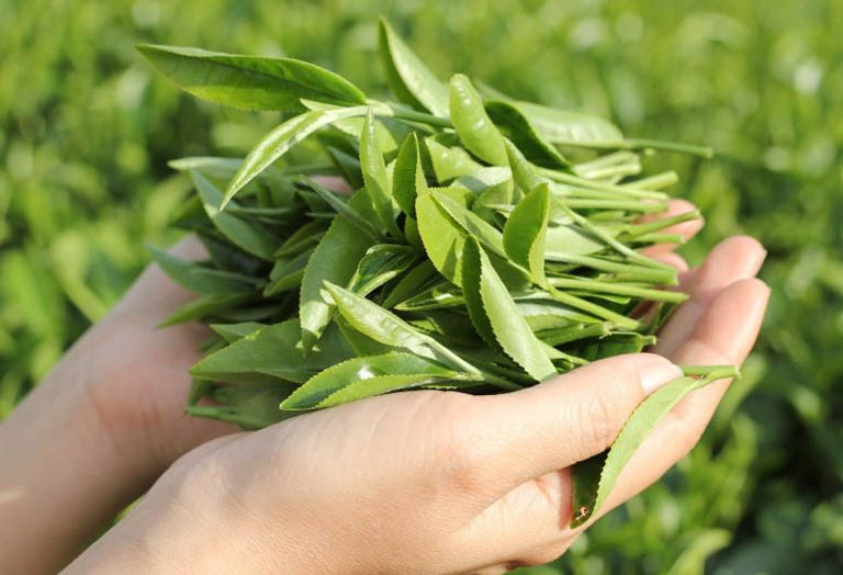 Lá trà xanh chứa nhiều chất chống oxy hóa giúp kháng khuẩn hiệu quả