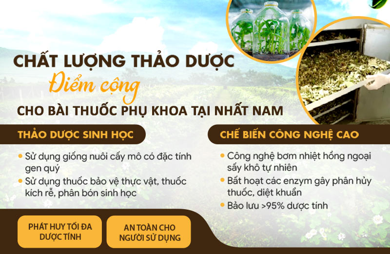 Thảo dược có trong Phụ Khang Tán đều được kiểm định và đảm bảo an toàn cho sức khỏe